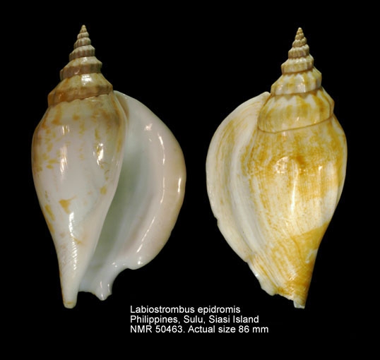 Labiostrombus epidromis (6).jpg - Labiostrombus epidromis (Linnaeus,1758)